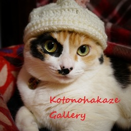 kotonohakaze