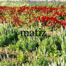 matiz