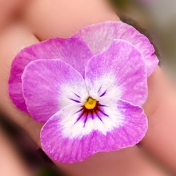 viola484