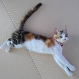 mikanmike3