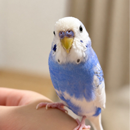 popokoudou