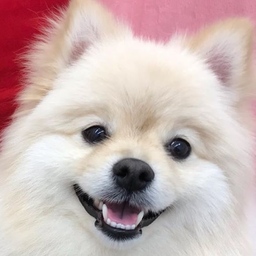 coco