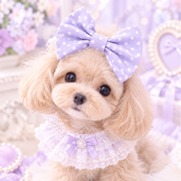 dog-ribbon