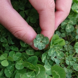 🍀Happy clover🍀