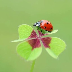 mk-clover