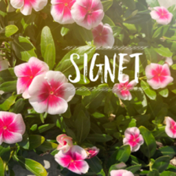 signet-store