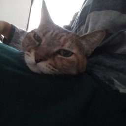 mon-ami