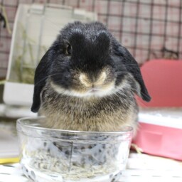 さっとさん