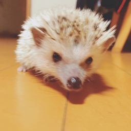 ma-chu