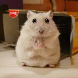 yumi-hamster