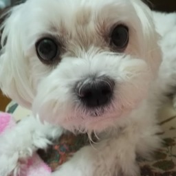 miyamahooooo