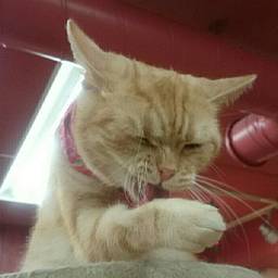 飛来小森