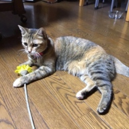 めろん