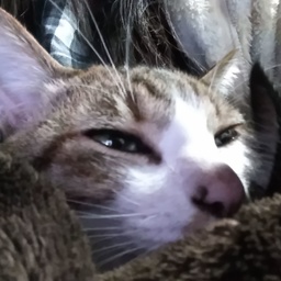 にゃぴにゃぴ
