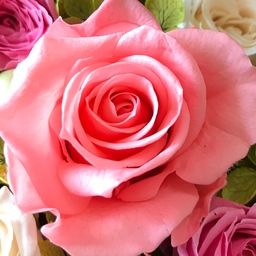 hana_rosette