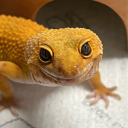 Mikiko