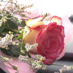 Pinke  Rose 