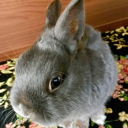 ゆん