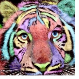 rainbow-tiger.miyabi