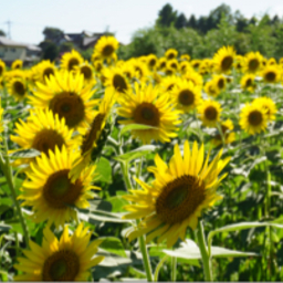 sunflower-73