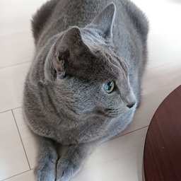 catpino