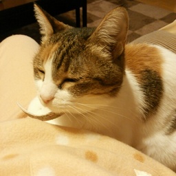 suzuneko0526
