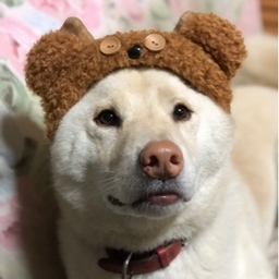 なるRingo