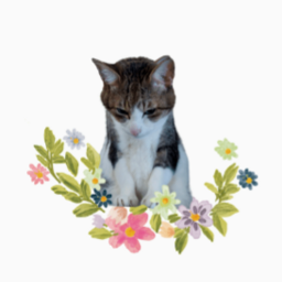 カメ猫屋