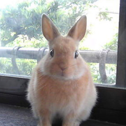 hasty