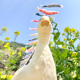 vogel_tocoto