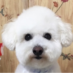 bichonponta