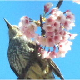 きよ