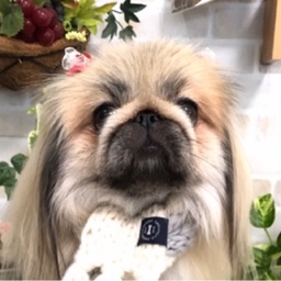 fluffydogs