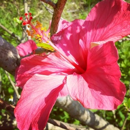 Happy Botanical