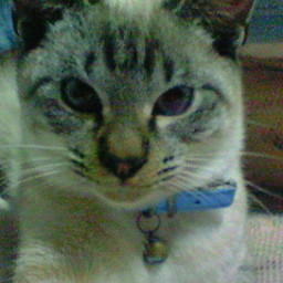 halfee