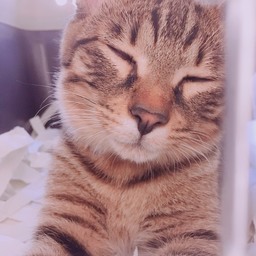にゃんちゃん