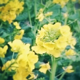les fleurs de colza