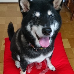にんじん