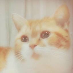 rinrin081208