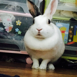 non23cocoa
