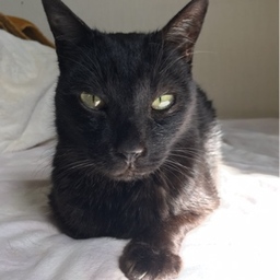 おさかなと猫さん