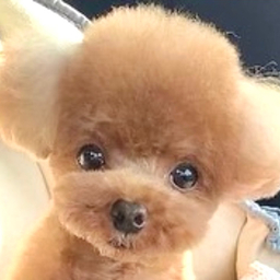kuma_819