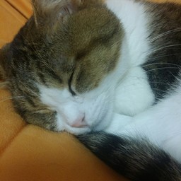 くぅ