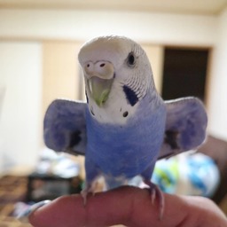 ramune-ko
