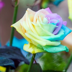 Rainbow rose