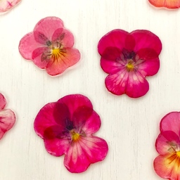 kleine Blume