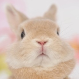 マミ