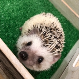 わっちゃん