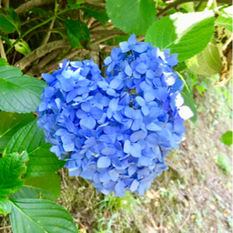 0602hannari