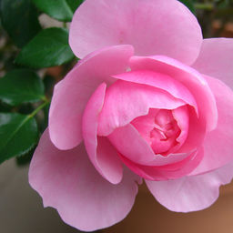 helmut-rose